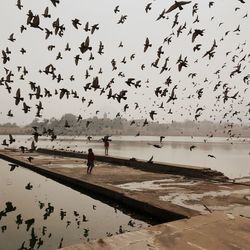 Flock of birds flying over sea against sky