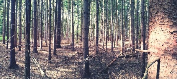 Trees in forest