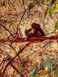 Monkey sitting on tree branch