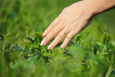 Midsection of woman hand on plant at field