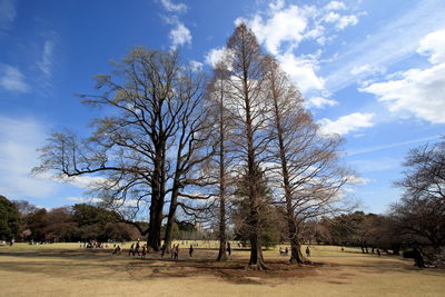 Bare trees on field against sky