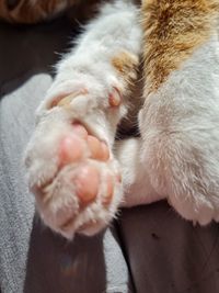 High angle view of cat lying on floor