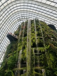 Low angle view of plants in greenhouse