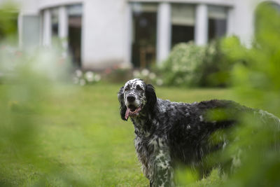 Dog english setter