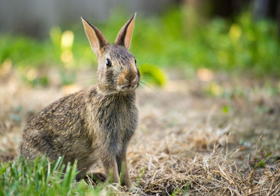 Portrait of squirrel standing on field