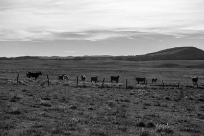 View of sheep grazing in field