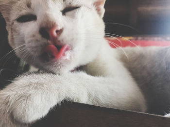 Close-up of a cat with eyes closed