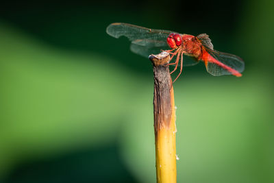 Close-up of dragonfly on plant