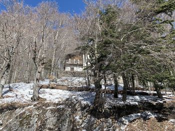 Bare trees on snow covered land