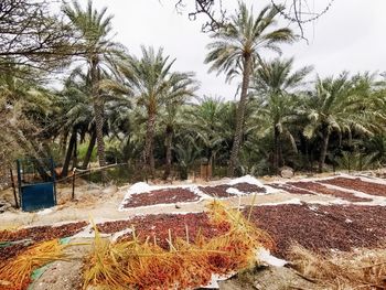 Scenic view of palm trees on field against sky