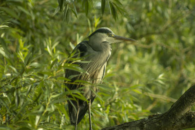 Bird perching on a tree