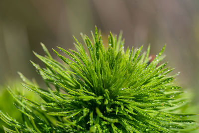 Close-up of pine tree