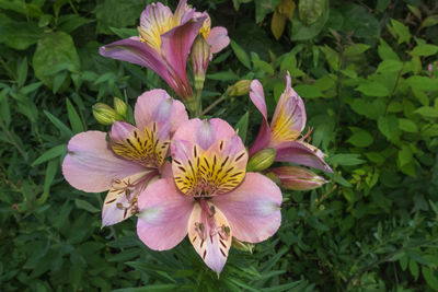 Close-up of purple flowers