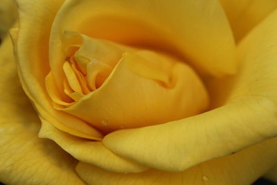 Macro shot of yellow rose