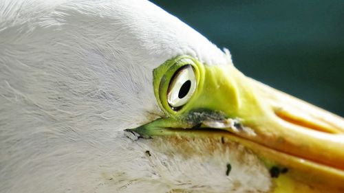 Close-up portrait of bird