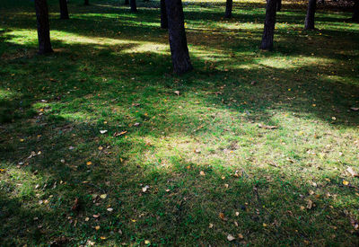 View of trees in park