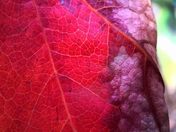 Close-up of leaf