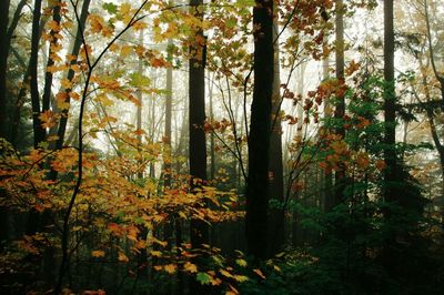 Trees in forest