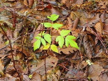 Close-up of plant growing on tree trunk