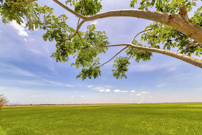 Scenic view of field against sky