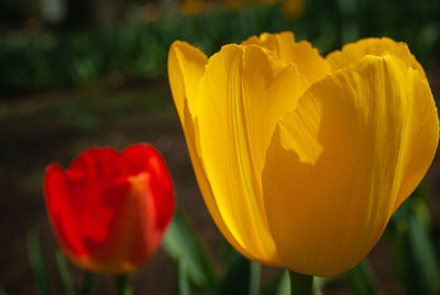 Close-up of yellow tulip