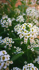 Close-up of flowers blooming outdoors