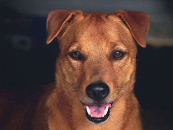 Close-up portrait of dog