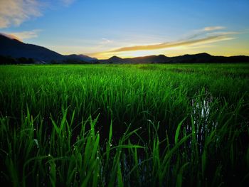 Scenic view of agricultural field against sky