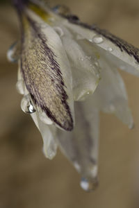 Close-up of wet flower