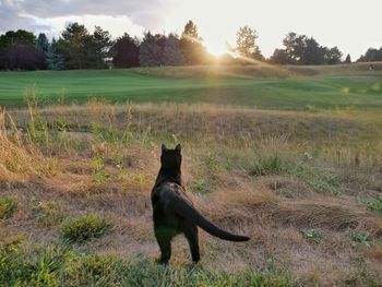 Dog standing on field