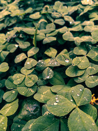 Full frame shot of raindrops on leaves