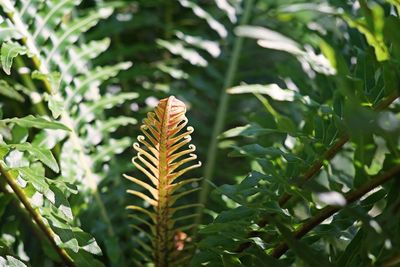 Young fern leaf pattern, tree fern, tropical forest plant