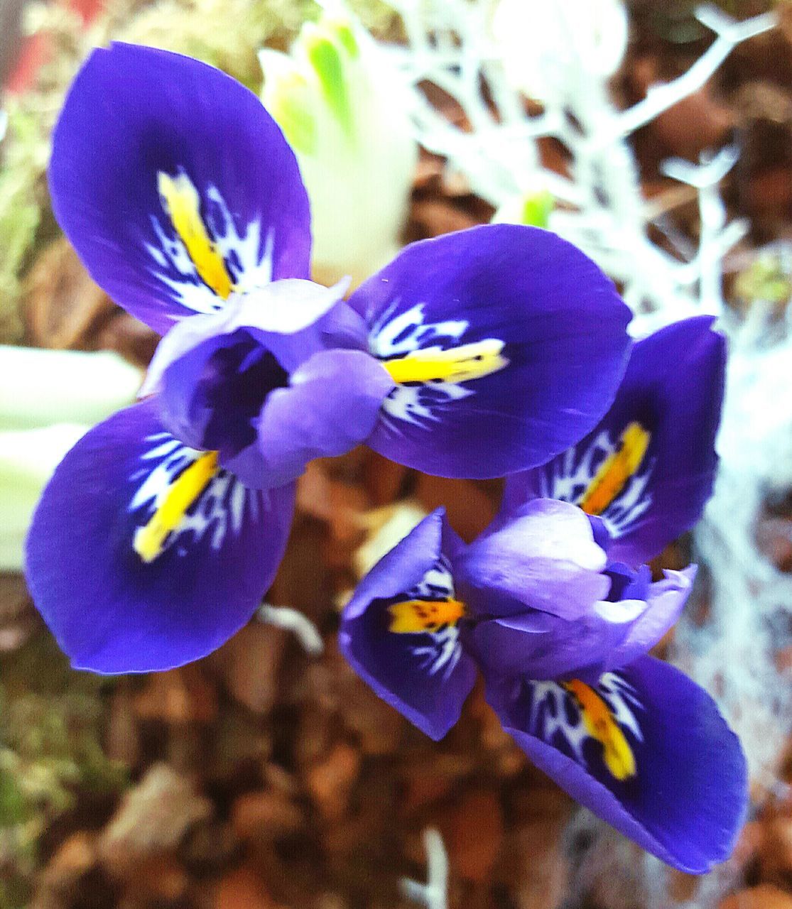 flower, purple, petal, fragility, freshness, flower head, blue, beauty in nature, close-up, growth, nature, focus on foreground, blooming, plant, in bloom, orchid, pollen, day, high angle view, outdoors