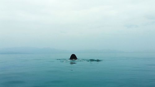 Silhouette of person swimming in sea