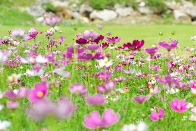 Close-up of purple flowering plants on field