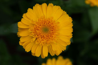 Close-up of yellow flower