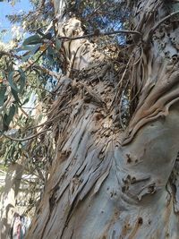 Close-up of tree trunk