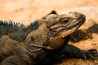 Close-up of lizard
