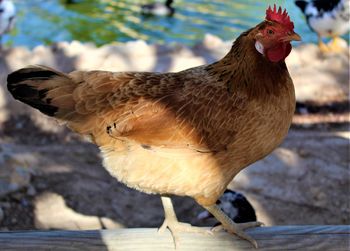 Close-up of a bird