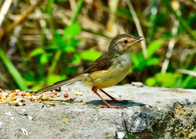 Close-up of bird perching on rock