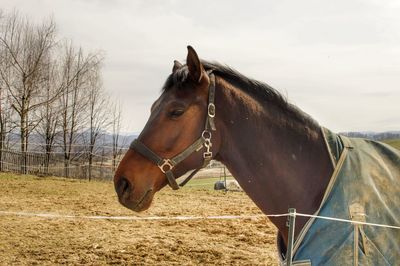 Horse standing on field against sky