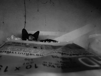 Close-up of cat on wall