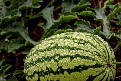 Close-up of waterdrops on watermelon