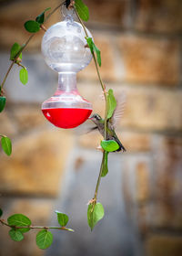 Close-up of red berries hanging on plant against wall