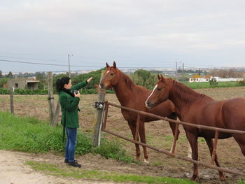 Side view of young woman standing by horses at ranch