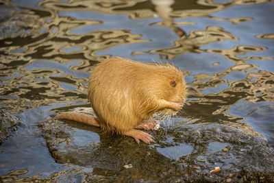 Rat grooming in a shallow river