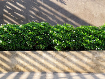 Close-up of plants