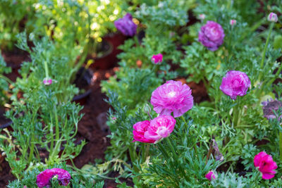 High angle view of pink flowering plants