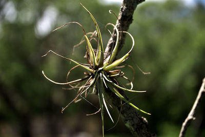 Close-up of plant