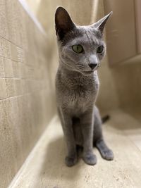 Portrait of cat looking at camera